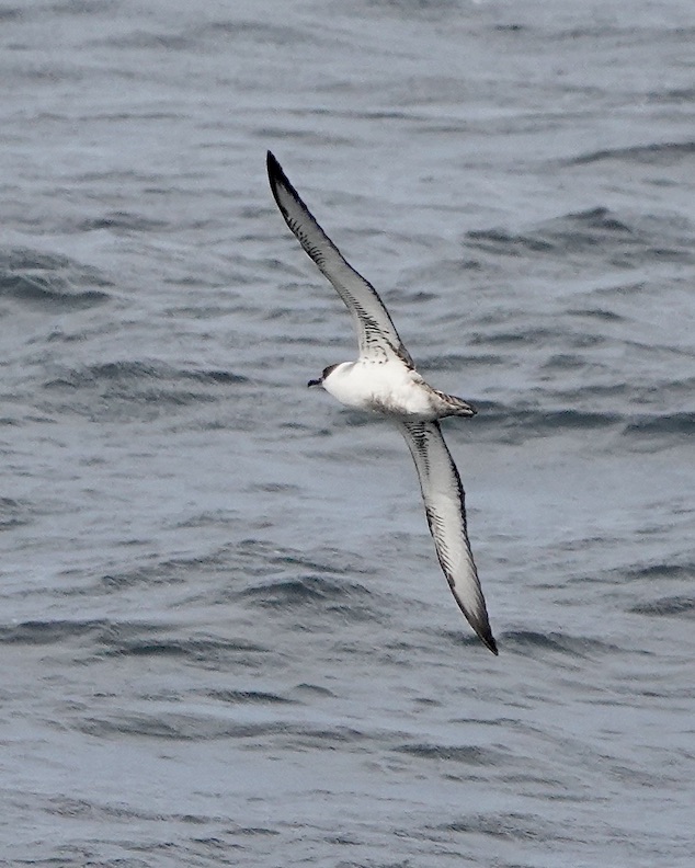 great shearwater